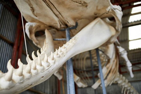 Albany's Whale Story - Tourism Search 5