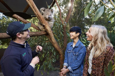 VIP Sanctuary Tour At Healesville Sanctuary Ticket - Tourism Search 1