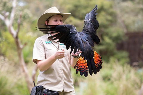 VIP Sanctuary Tour At Healesville Sanctuary Ticket - Tourism Search 5
