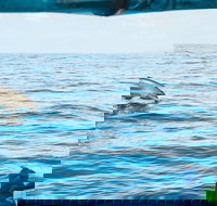 Cruise with Dolphins in Byron Bay - Tourism Search