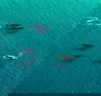 40-45 Minute Port Stephens and Stockton Beach Helicopter Flight - For 2 - Tourism Search