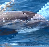 Jervis Bay Dolphin Watch Cruise - Tourism Search