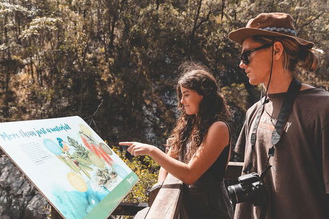 Springbrook AndTamborine Rainforest Tour Incl Natural Bridge And Glow Worm Cave - Tourism Search 0