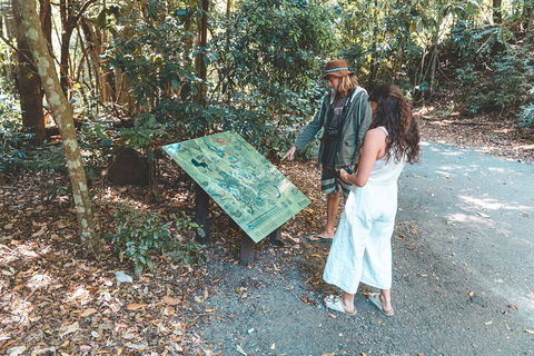 Springbrook AndTamborine Rainforest Tour Incl Natural Bridge And Glow Worm Cave - Tourism Search 5