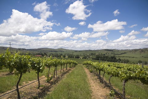 Hunter Valley Wine Tour From Sydney Incl Lunch, Cheese, Chocolate And Distillery - Tourism Search 0