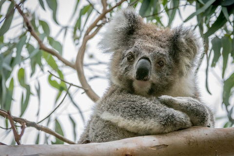 Great Ocean Road & Grampians National Park Tour - 3 Days, 2 Nights - Tourism Search 2
