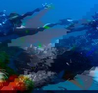 Scuba Dive the S.S. Yongala Wreck on the Great Barrier Reef. - Tourism Search